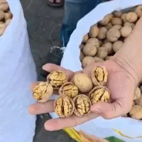 گردوی کاغذی 64