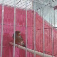 قناری سرخ نر مست و ماده اماده