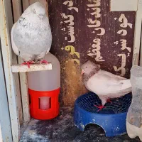 کفتر سینه|پرنده|شیراز, محراب|دیوار