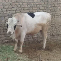 یک عدد گوساله