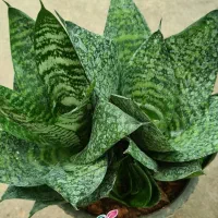 فروش گلهای سانسورها زیر قیمت به صورت تکی و یکجا