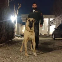 سگ سرابی جهت کشش