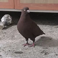 کبوترپرشتی