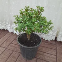 درختچه کراسولا خرفه ای|گل و گیاه طبیعی|اردبیل, |دیوار