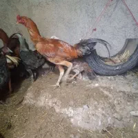 مرغ لاری .خروس لاری. مرغ خانگی|حیوانات مزرعه|تربت جام, یحیی آباد|دیوار