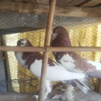 کفتر نر بادکنکی