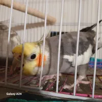 یک جفت عروس هلندی مولد بالغ سخنگو همراه با قفس|پرنده|لنگرود, |دیوار