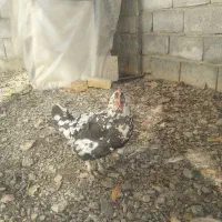 دو عددمرغ گلین