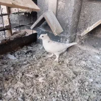 کفتر پرشی رنگی