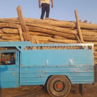 خرید انواع چوب درخت