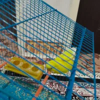 مرغ عشق|پرنده|بندر ماهشهر, |دیوار