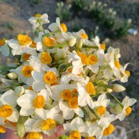 گل نرگس|گل و گیاه طبیعی|خان ببین, |دیوار