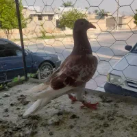 کبوتر