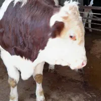 گوساله نر سیمینتال فول گوشت|حیوانات مزرعه|دینور, |دیوار