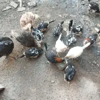 باعرض سلام 13عددجوجه مرغ گلیم بفروش میرسد|حیوانات مزرعه|تاکستان, |دیوار