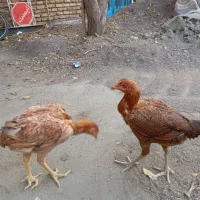 مرغ لاری|حیوانات مزرعه|تربت جام, پاسداران|دیوار