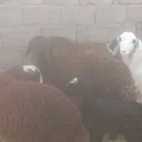 بره ماده