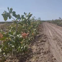 سلام ملک کشاورزی صنعتی کارگاهی قنوات|فروش دفتر صنعتی، کشاورزی، تجاری|قنوات, |دیوار