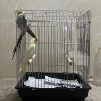 عروس هلندی جفت سخنگو|پرنده|حمیدیا, |دیوار