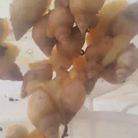 حلزون اچاتینا البینو