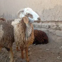 گوسفند،بره نر