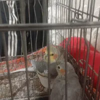 دو عدد عروس هلندی فروشی