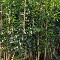 تولید و فروش نهال و مشاوره کاشت