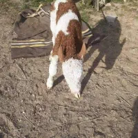 فروش گوساله سیمینتال پرواری جنس خالص|حیوانات مزرعه|جعفرآباد, |دیوار