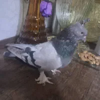 کبوتراصفهانی