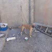 واگذاری سگ|سگ|کرمانشاه, |دیوار
