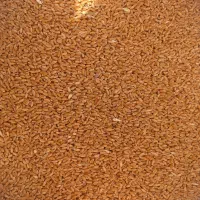 گندم بزری مهرگان درجه یک