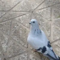 دو تا ماه  شامی