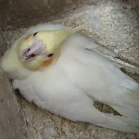 جفت عروس هلندی