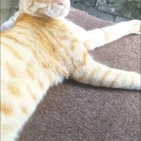 واگذاری گربه