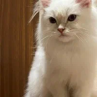 بریتیش لانگ هیر چشم آبی پسر