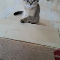 گربه اسکاتیش بلک گلد