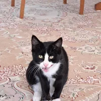 واگذاری گربه|گربه|بابلسر, |دیوار