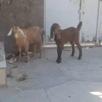 یک جفت بزغاله ماده جمل
