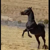 کشش سیلمی ترکی