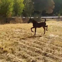 مادیون ترکی