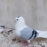 دوتا دوکت یا پشت آبی و کاغذی