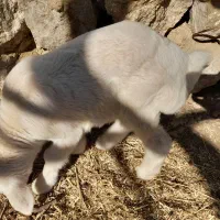 میش پاش شکسته با بره ماده