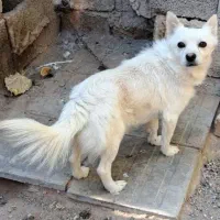 اشپیتز روباهی|سگ|کرمان, |دیوار