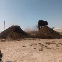 کود حیوانی
