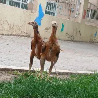 جوجه لاری ترک