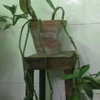 گل اپارتمانی