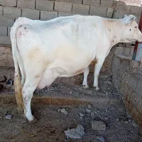 گاو پر شیر درجه یک