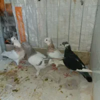 فروش تعدادی کبوتر
