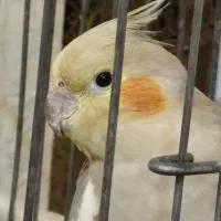 عروس هلندی ماده