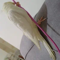 عروس هلندی گمشده دهقاید|حیوانات|برازجان, |دیوار